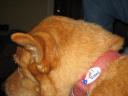 Raul Garcia's friend Mellon has voted!